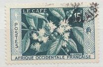 [Coffee Bush, type BH]