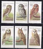 [Owls, type DDY]