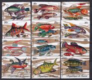 [Fish, típus KX]