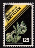 [Flowering Plants, type XE]