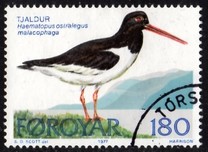 [Bird Life, Scrivi R]