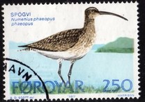 [Bird Life, Scrivi S]