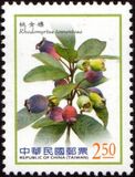 [Fruits - Berries, type DQS]