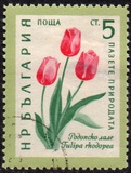 [Flowers, type AJV]