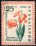 [Flowers, type AJW]