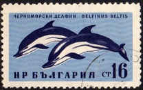 [Black Sea Marine Life, ประเภท AMX]
