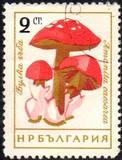 [Mushrooms, ประเภท ANP]