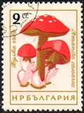 [Mushrooms, ประเภท ANP]