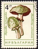 [Mushrooms, ประเภท ANQ]