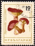 [Mushrooms, ประเภท ANR]
