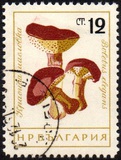 [Mushrooms, ประเภท ANR]