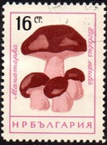 [Mushrooms, ประเภท ANS]