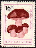 [Mushrooms, ประเภท ANS]
