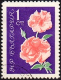 [Rosas., tipo APA]