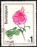 [Roses, tegund BPX]