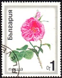 [Roses, tegund BPX]