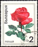 [Roses, tegund BPY]