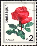 [Roses, tegund BPY]
