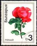 [Roses, tegund BPZ]