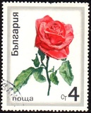 [Roses, tegund BQA]