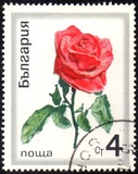 [Roses, tegund BQA]