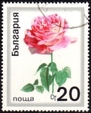 [Roses, tegund BQD]