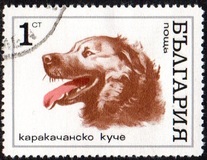 [Dogs, tip BQT]