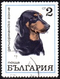 [Dogs, tip BQU]