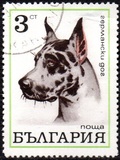 [Dogs, tip BQV]