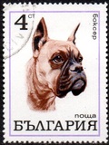 [Dogs, tip BQW]
