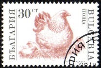 [Domestic Animals, type EKH]
