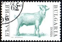 [Domestic Animals, type EKI]