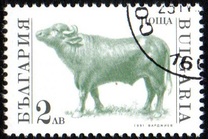 [Domestic Animals, type EKJ]