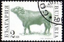 [Domestic Animals, type EKJ]
