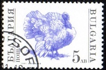 [Domestic Animals, type EKK]