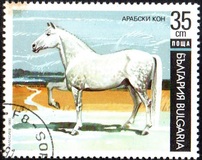 [Horses, タイプ ELG]