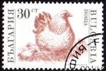 [Domestic Animals, type EKH]
