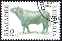 [Domestic Animals, type EKJ]