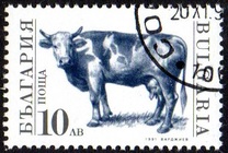 [Domestic Animals, タイプ EKL]