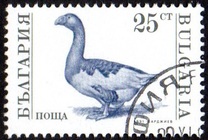 [Domestic Animals, タイプ ELY]
