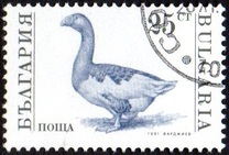 [Domestic Animals, タイプ ELY]