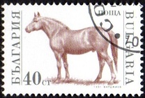 [Domestic Animals, タイプ ELZ]