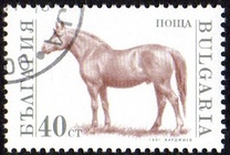 [Domestic Animals, タイプ ELZ]
