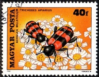 [Insects Polinating Flowers, type DUC]