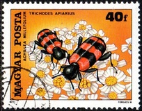 [Insects Polinating Flowers, type DUC]
