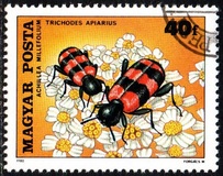 [Insects Polinating Flowers, type DUC]