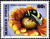 [Insects Polinating Flowers, type DUD]