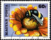[Insects Polinating Flowers, type DUD]