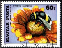 [Insects Polinating Flowers, type DUD]