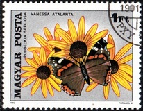 [Insects Polinating Flowers, type DUE]